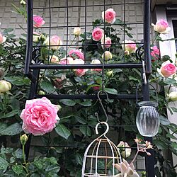 玄関/入り口/お花のある暮らし/お花大好き♡/バラ大好き♡/花に囲まれて暮らしたい...などのインテリア実例 - 2017-05-10 15:48:05