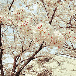 暖かい日/春/お部屋じゃなくてすみません/桜/こどもと暮らす...などのインテリア実例 - 2021-03-31 17:23:37