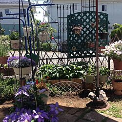 植物/ガーデン/庭/ガーデン二ング/手作りの庭...などのインテリア実例 - 2016-05-27 22:46:51