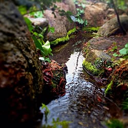 多肉植物/植物/観葉植物のインテリア実例 - 2014-02-27 02:28:07