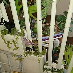 壁/天井/観葉植物/雑貨/植物の実/モス...などのインテリア実例 - 2016-11-28 10:01:55