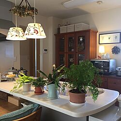 キッチン/植物のある暮らし/シダ植物/リラックススペース/観葉植物...などのインテリア実例 - 2017-05-25 18:28:20