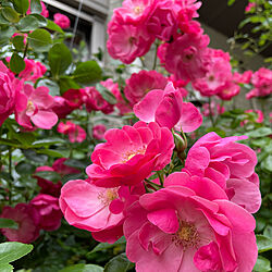 バラ/お花のある暮らし/庭/アンジェラ/玄関/入り口のインテリア実例 - 2022-05-15 22:42:18