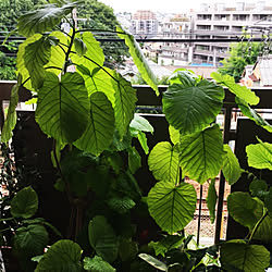 部屋全体/植物/ナチュラル/観葉植物/カフェ風...などのインテリア実例 - 2017-08-17 09:43:59