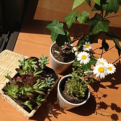 植物/100均/雑貨のインテリア実例 - 2013-04-14 10:28:49