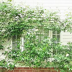 玄関/入り口/庭/ガーデニング/出窓/薔薇が好き...などのインテリア実例 - 2016-05-06 08:29:17