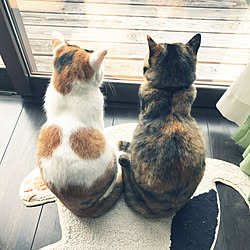 猫/リビングのインテリア実例 - 2019-05-05 09:32:07