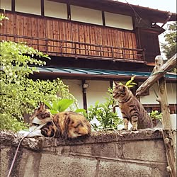 玄関/入り口/古民家とねこ/猫/古民家/ねこのいる風景...などのインテリア実例 - 2016-05-31 18:29:13