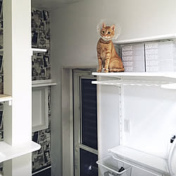 DIY/猫/IKEA/モノトーン/ホワイトインテリア...などのインテリア実例 - 2019-03-03 22:39:53