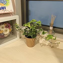 玄関/入り口/系統迷走中/ナチュラル/オシャレにしたい/観葉植物...などのインテリア実例 - 2017-07-01 18:48:52