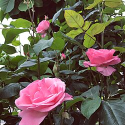 玄関/入り口/虫たちも、葉の裏にいたりもします‼️/薔薇が好き/庭先/フォローありがとうございます☆...などのインテリア実例 - 2017-05-12 16:39:12