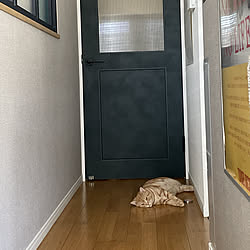 猫と暮らすマンション/猫との暮らし/玄関/入り口のインテリア実例 - 2021-07-29 12:54:48