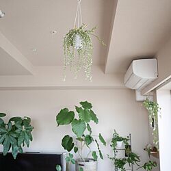 壁/天井/植物/観葉植物のインテリア実例 - 2015-01-30 11:00:30