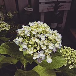 ベランダ/ベランダガーデン二ング/植物/おたふく紫陽花のインテリア実例 - 2015-05-30 16:37:29