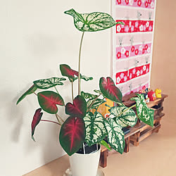 玄関/入り口/カラジューム/干支の置物/観葉植物のある暮らし/かわいいもの♡...などのインテリア実例 - 2020-06-27 15:00:34