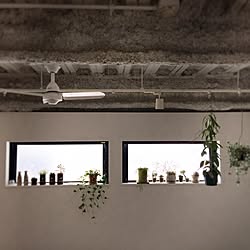 壁/天井/植物に詳しくなりたい/ファン/植物のある暮らし/多肉植物...などのインテリア実例 - 2017-01-24 16:24:46