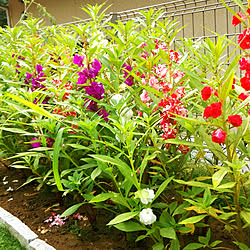 玄関/入り口/植物のある暮らし/自然素材の家/平屋の家/植物...などのインテリア実例 - 2017-08-24 09:56:21