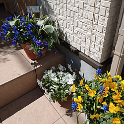 玄関/入り口/植物/鉢植え/チューリップ/玄関...などのインテリア実例 - 2020-04-06 15:13:17