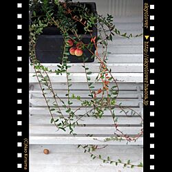 玄関/入り口/ベランダガーデニング/植物のインテリア実例 - 2013-02-28 17:18:14