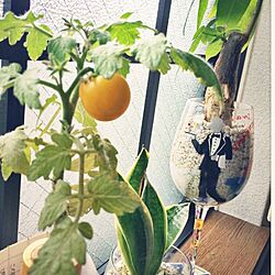 部屋全体/家庭菜園のミニトマトのインテリア実例 - 2014-07-18 08:56:07