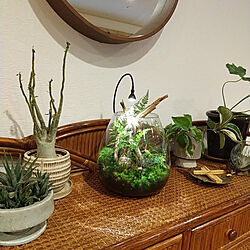 棚/新年の抱負/観葉植物のある暮らし/ボタニカルインテリア/グリーン...などのインテリア実例 - 2023-01-24 07:48:38