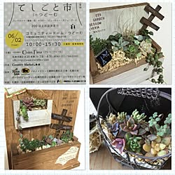 棚/植物/団地でベランダガーデン/多肉バカ♡/多肉植物...などのインテリア実例 - 2015-06-02 01:25:58