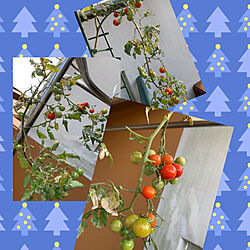 今朝のベランダから/これから仕事/ミニトマト栽培中/クリスマスの時期にミニトマト/ボタニカルライフ...などのインテリア実例 - 2021-12-07 08:24:56