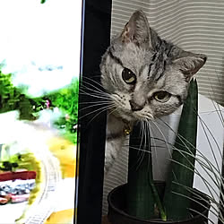 雑貨/猫/かわいい/観葉植物/棚のインテリア実例 - 2019-08-08 15:11:06