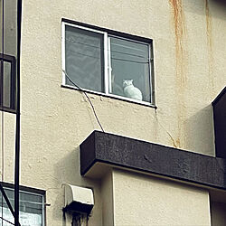 猫のいる暮らし/ねこのいる風景/ねこのいる日常/窓と猫の物語2021withYKKAP/窓際のインテリア実例 - 2021-11-16 14:21:05