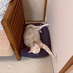 nekonomamaさんの猫ベッド/猫ベッド/ねこと暮らす/いつもいいねやコメありがとうございます♡/中和室...などのインテリア実例 - 2021-04-19 22:11:44