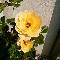 玄関/入り口/お花大好き♡/薔薇のある庭のインテリア実例 - 2017-06-16 15:58:33