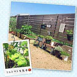 プランター野菜/家庭菜園/夏野菜/mango’s Garden✩.*˚/心地よい暮らし...などのインテリア実例 - 2021-06-12 15:04:52