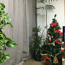 リビング/クリスマスツリー出しました♪/観葉植物のインテリア実例 - 2015-12-13 20:24:05