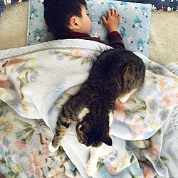 リビング/猫ばかりでスミマセン/猫と子供と暮らすのインテリア実例 - 2017-04-01 15:01:10