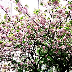 桜/ご存知の通り、うちではありませんのインテリア実例 - 2015-04-20 18:55:36