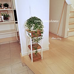 棚/サリュの飾り棚/シュガーバイン/観葉植物のインテリア実例 - 2023-05-14 07:49:50