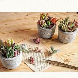 机/多肉の寄せ植え/ミニ鉢/セリア新商品/多肉植物...などのインテリア実例 - 2016-03-14 08:26:17