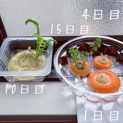 100均/コロナ療養中/植物のある暮らし/コロナ/キッチン...などのインテリア実例 - 2022-09-01 10:18:51