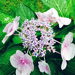 玄関/入り口/植物/紫陽花のインテリア実例 - 2014-07-19 01:00:34