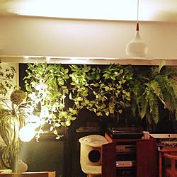 植物のインテリア実例 - 2015-11-12 16:14:50