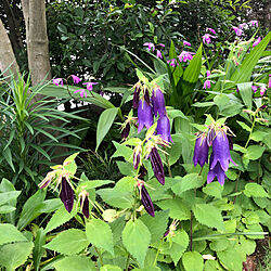 紫蘭/紫のホタルブクロ/好きな物に囲まれて/初夏の庭/食卓の花...などのインテリア実例 - 2020-05-23 11:26:18