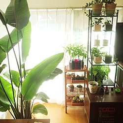 部屋全体/NO GREEN NO LIFE/植物のある暮らし/【植中毒】/観葉植物...などのインテリア実例 - 2015-11-27 18:10:11