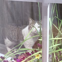 玄関/入り口/ねこ/花のインテリア実例 - 2017-05-23 15:04:45