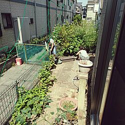 玄関/入り口/庭/おまけみたいな庭/DIY/植物...などのインテリア実例 - 2017-06-10 09:26:39