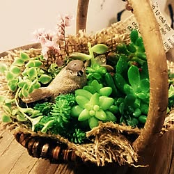 部屋全体/多肉植物/植物/100均/セリアのインテリア実例 - 2015-03-03 12:04:16