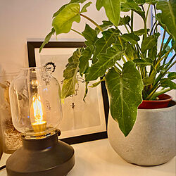 観葉植物/観葉植物のある暮らし/IKEA/間接照明/リビングのインテリア実例 - 2022-02-13 16:00:34