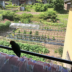 田舎暮らし/田舎の風景/田舎の生活/畑/家庭菜園...などのインテリア実例 - 2023-06-26 10:49:49