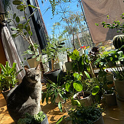 植物/ねこのいる風景/リビングのインテリア実例 - 2022-03-01 11:26:15