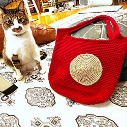 micaちゃんありがとう♡♡♡/赤いバッグ/micaちゃんの編んだバッグ/猫のいる部屋/猫のいる風景...などのインテリア実例 - 2023-01-16 23:20:40