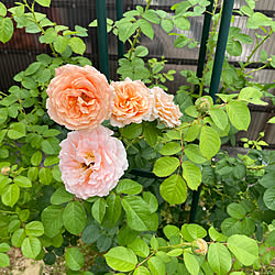 ポルカ(フランス)/蒸し暑い/南の庭/曇り25℃☁️/大輪つる薔薇...などのインテリア実例 - 2021-06-13 12:24:20